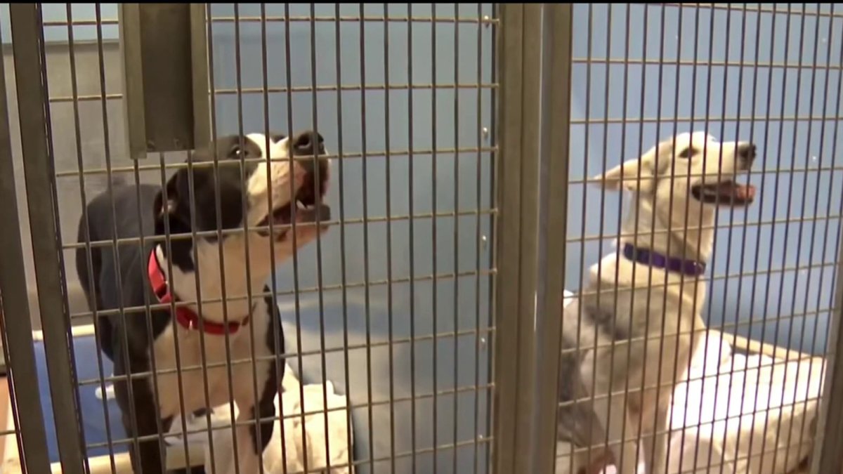 San Diego Humane Society Shares Pet Care Tips for Animal Owners