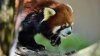 El gran escape: Panda rojo escapa del zoológico de San Diego