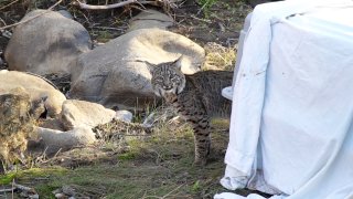 A bobcat that was rescued by the San Diego Humane Society after being hit by a car was released back to the wild.