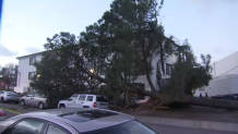 A massive tree fell into an apartment complex in Bay Park on Wednesday, Feb. 22, 2023.