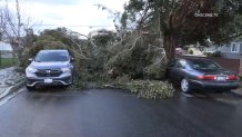 A tree toppled onto cars in Egger Highlands in the South Bay on Feb. 22, 2023.