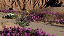 Violet sand verbenas grow out of the Borrego Badlands. (Sicco Rood)