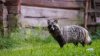 Misterioso origen del COVID-19: estudio sugiere vínculo con perros mapache