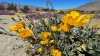 No te pierdas de la floración del Parque Estatal del Desierto de Anza-Borrego, aquí lo que debes saber