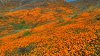Así se ven las flores de California desde el espacio:  te decimos los mejores sitios para verlas desde la Tierra