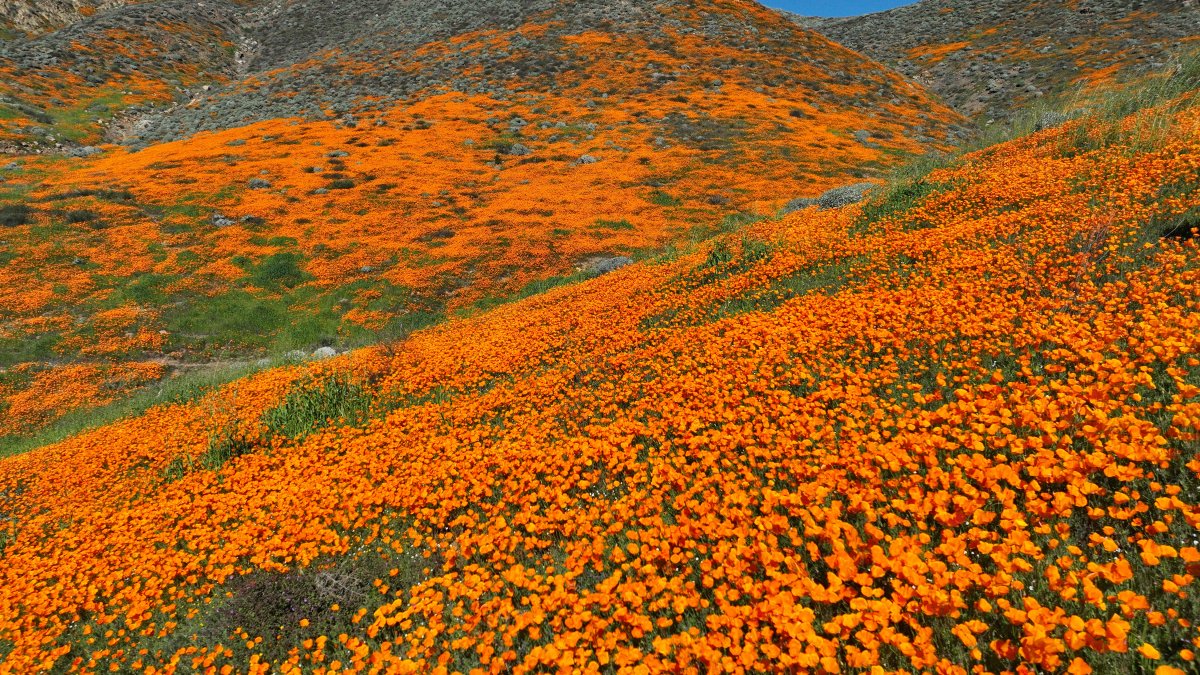 Ecco come appaiono le fioriture della California dallo spazio, ecco i posti migliori per guardarle dalla Terra: NBC 7 San Diego