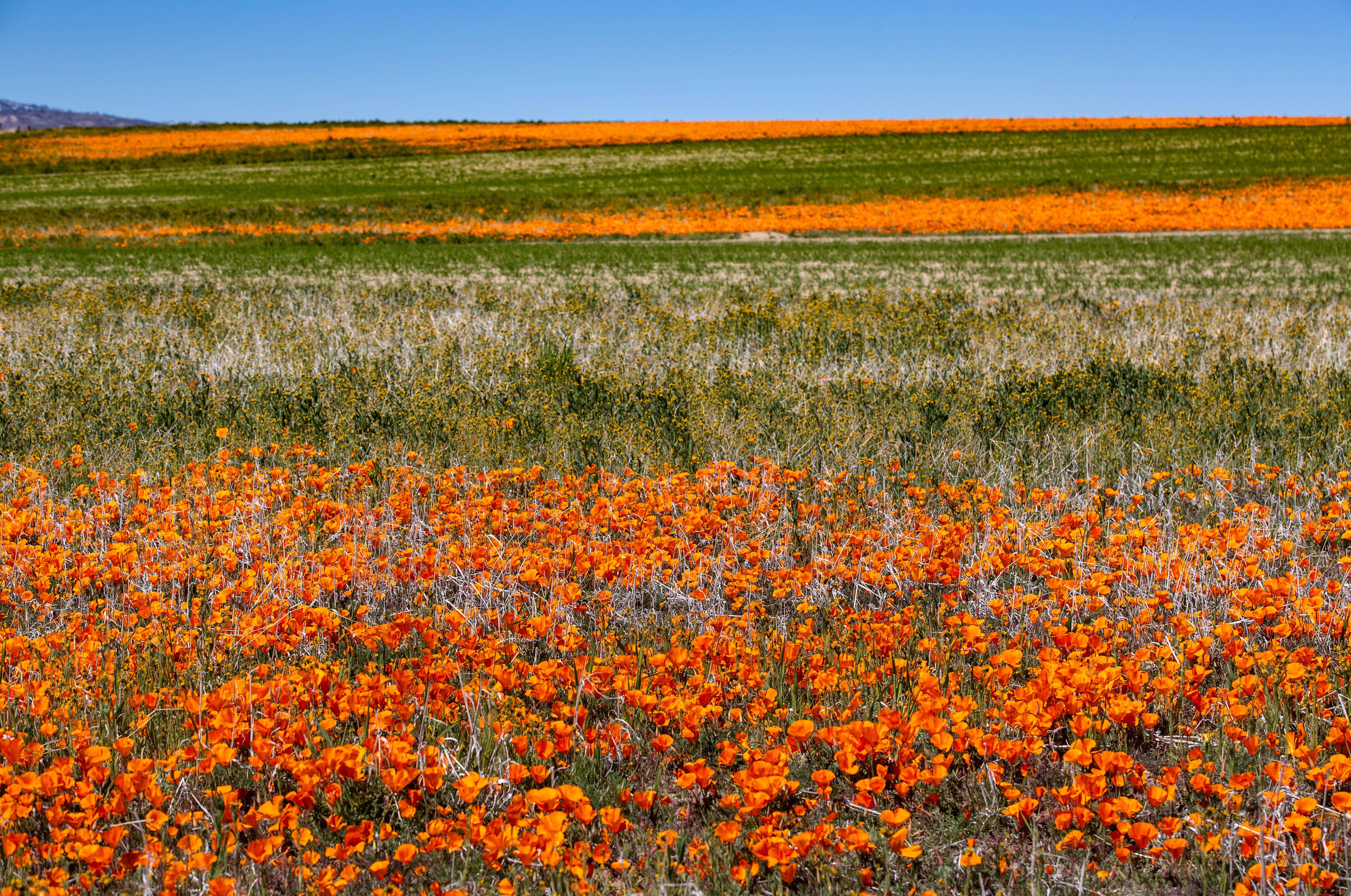 En fotos: super floraciones en California en el 2023