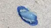 ¿Te has topado con estas manchas azules en la playa? Te decimos qué son