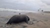 Desconocen causa de muerte de animales en costas de Baja California
