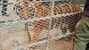Descubren tigre de bengala en una obra en construcción en Tijuana