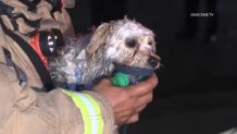 A dog receives oxygen from a firefighter after being rescued from a high-rise fire in National City on Monday, April 17, 2023.