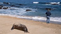 Gripe aviar ataca animales marinos: mueren 1,535 lobos y 730 pingüinos en Chile