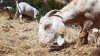 No es broma: Ley de horas extras de California amenaza con el uso de cabras en pastoreo para prevenir incendios forestales