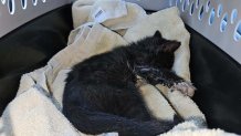 A kitten became stuck in the frame of a truck in Escondido. The San Diego Humane Society was able to free her.