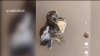 TikTok viral muestra a una mujer de San Diego rescatando a un halcón de cola roja