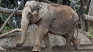 An undated image of Mary, an Asian elephant who resided at the San Diego Zoo.
