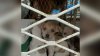 Llenos de pulgas y garrapatas: rescatan a 18 perros de una casa en Tijuana