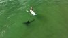 “No puedes verlos incluso si están debajo de ti”: tiburones blancos nadan más cerca de lo que imaginas
