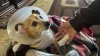 Pitbull manda al hospital a mujer y su mascota en San Diego