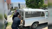 Dale Play: Rescatan a perros en condiciones inhumanas