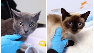 A photo of two unnamed cats that were rescued by the San Diego Humane Society from a home in "deplorable conditions" along with dozens of other cats in City Heights.