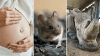 Por qué la duración de embarazo es diferente entre humanos y animales 