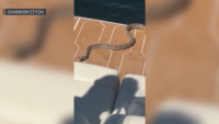 “¡Dios mío, nooo!”: serpiente aterroriza a ocupantes de un bote