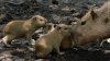 Nacen cuatro capibaras en el Zoológico de San Diego