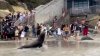 En video: leones marinos arremeten contra bañistas en La Jolla Cove