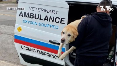 Ambulancias para mascotas en emergencias para el sur de California
