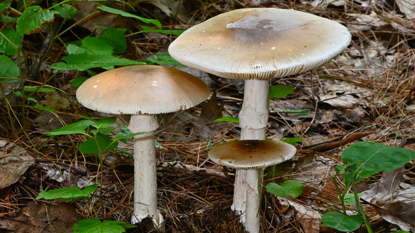 Mushrooms under conifers in the Connecticut woods, possibly members of the genus Amanita, which contains some of the deadliest mushrooms, including the death cap and destroying angel