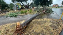 A downed tree lies on the ground in Wynola between Santa Ysabel and Julian, as Tropical Storm Hilary moves into San Diego County, Aug. 20, 2023.
