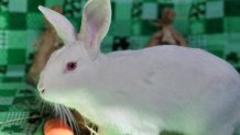 Jasmine is a three-year-old rabbit available for adoption in Chula Vista.