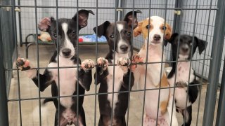 These pups will be flying into San Diego from Maui after the island's devastating wildfires.