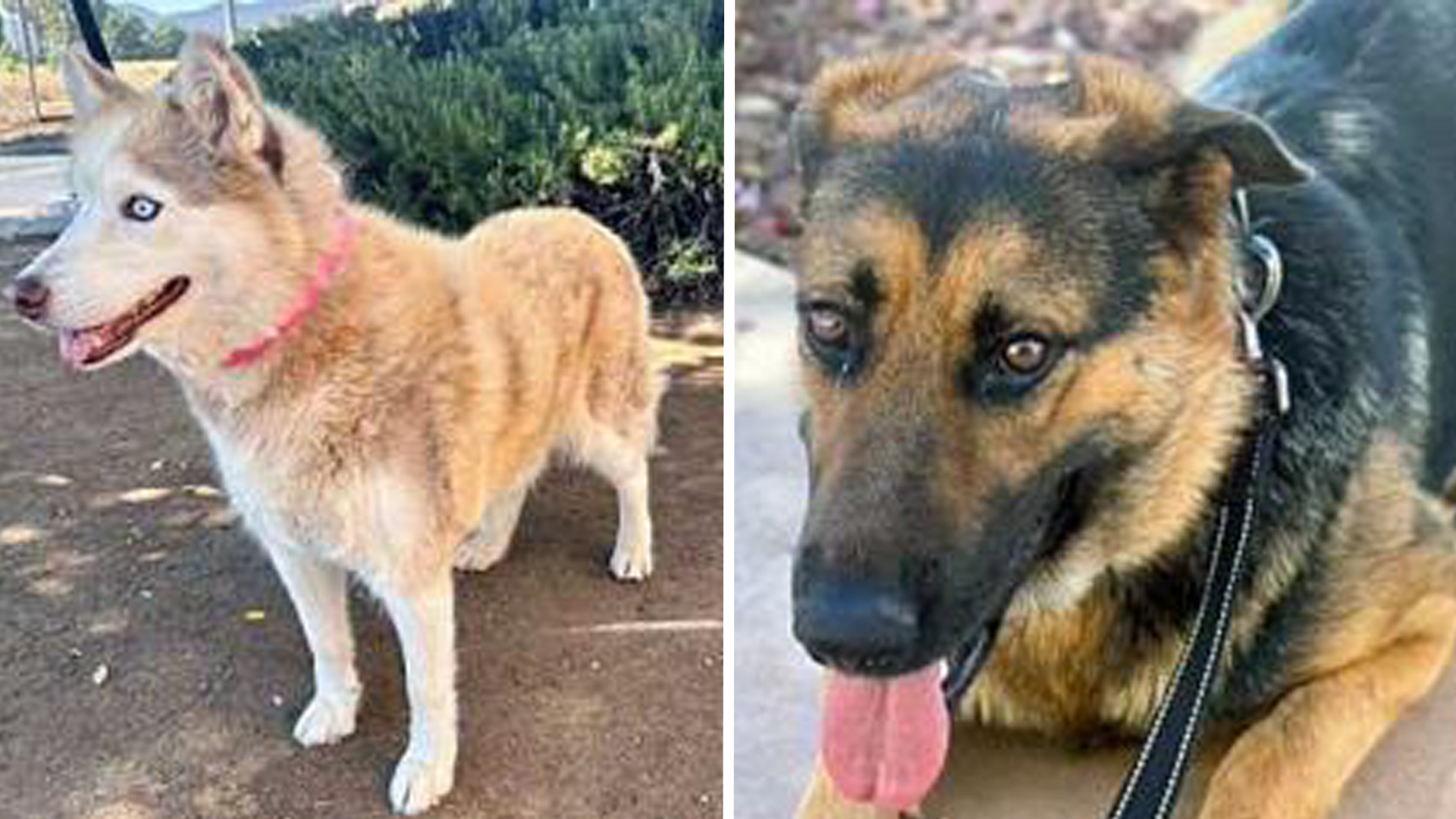 These two dogs have been at the Animal Friends of the Valley the longest and are in search of their forever homes.