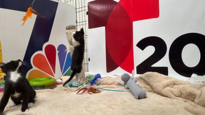 Un momento de zen: mira a gatitos adoptables en San Diego jugando