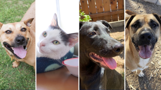 These are some of the pets who have been in San Diego County area animal shelters the longest.