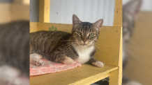Makayla is availabe at Friends of Cats.