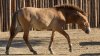 “Ollie”: un caballo clonado en peligro de extinción ahora llama hogar al Parque Safari del Zoológico de San Diego
