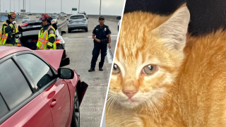 A shot of the crash on the Coronado Bridge and the orange tabby that was rescued