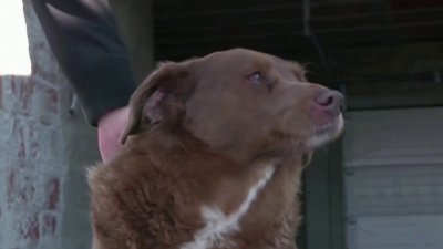El perro más longevo del mundo “Bobi” muere a 31 años en Portugal