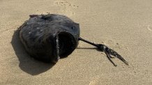 A Pacific football fish washed up Oct. 13, 2023 on an Orange County beach.