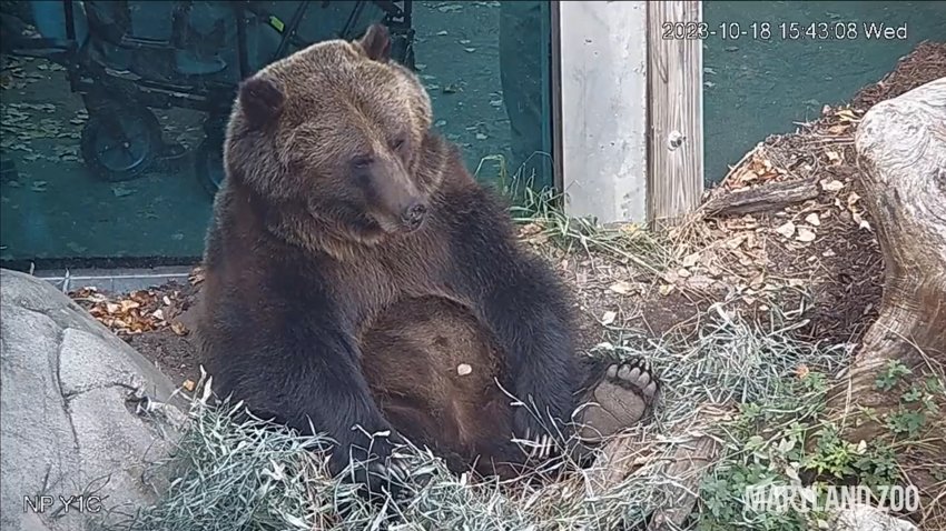 Osa en Maryland Zoo se queda dormida tras luchar contra el sueño