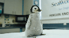 SeaWorld le dio la bienvenida a un polluelo de pingüino emperador quisquilloso