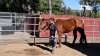 Investigan abandono de caballos en malas condiciones al sur del condado cerca de la frontera con Tijuana