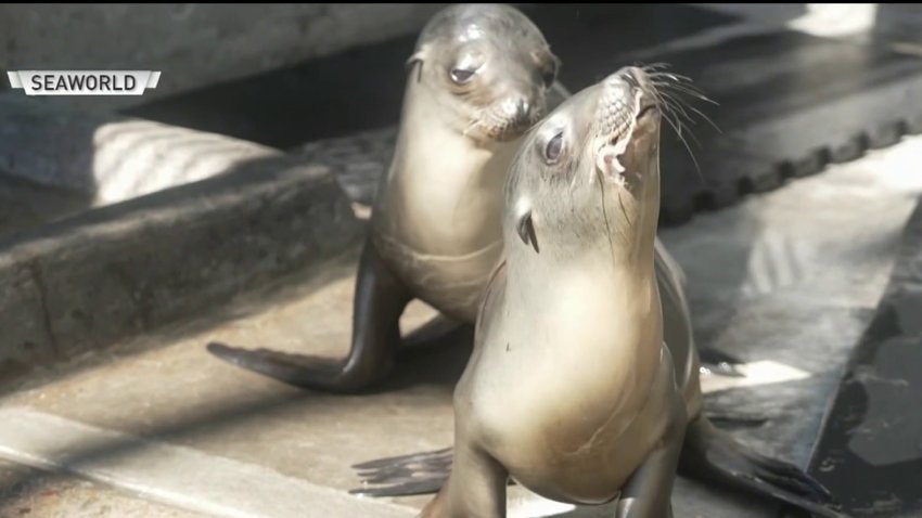 A SeaLion pup named Gobble was found wandering the streets of Coronado on Thanksgiving and is now being rehabilitated by SeaWorld.