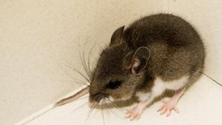 Three deer mice collected near Mount Laguna during routine monitoring on Nov. 1 have tested positive for hantavirus. (County News Center of San Diego)