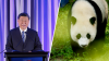 ¿Logros de diplomacia? Presidente de China afirma que enviará nuevos pandas a EEUU