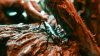 La “langosta de árbol”: el insecto más raro del mundo ahora a la vista en el Zoológico de San Diego