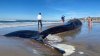 Ballena de 52 pies llega a la costa en Pacific Beach en San Diego; la NOAA  se encuentra investigando